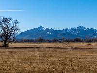 Solitäre Eiche vor Hochplatte und Kampenwand